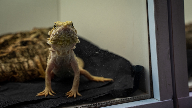 Vendita animali esotici