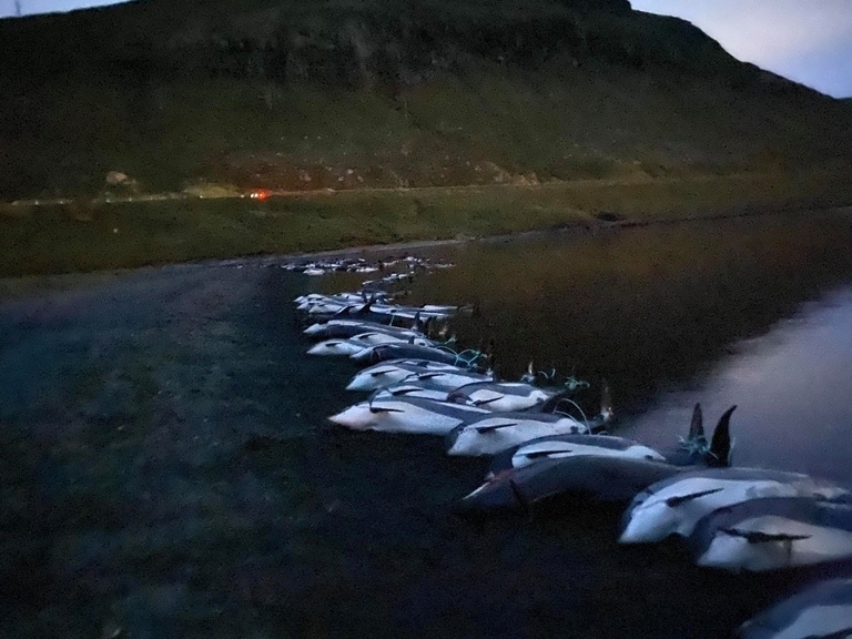 Alle isole Faroe si limita la caccia a “soli” cinquecento delfini