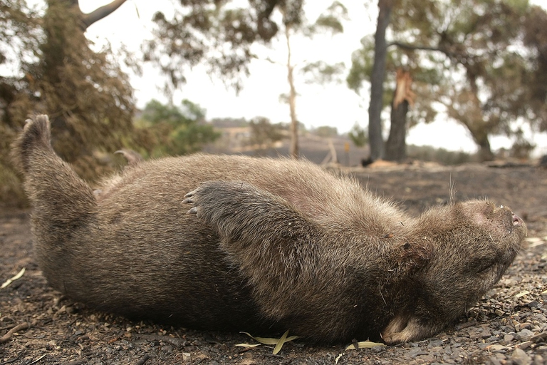 Carcassa di un vombato dopo un incendio