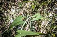 Plants Dub, quando ritmi dub e natura si incontrano