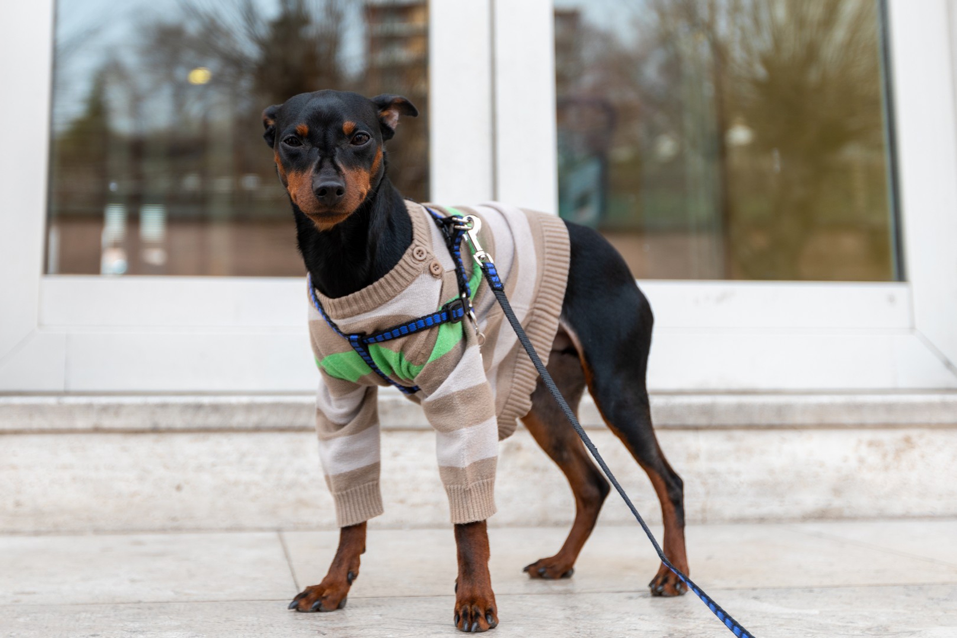 Il cane Loris con il nuovo cappottino