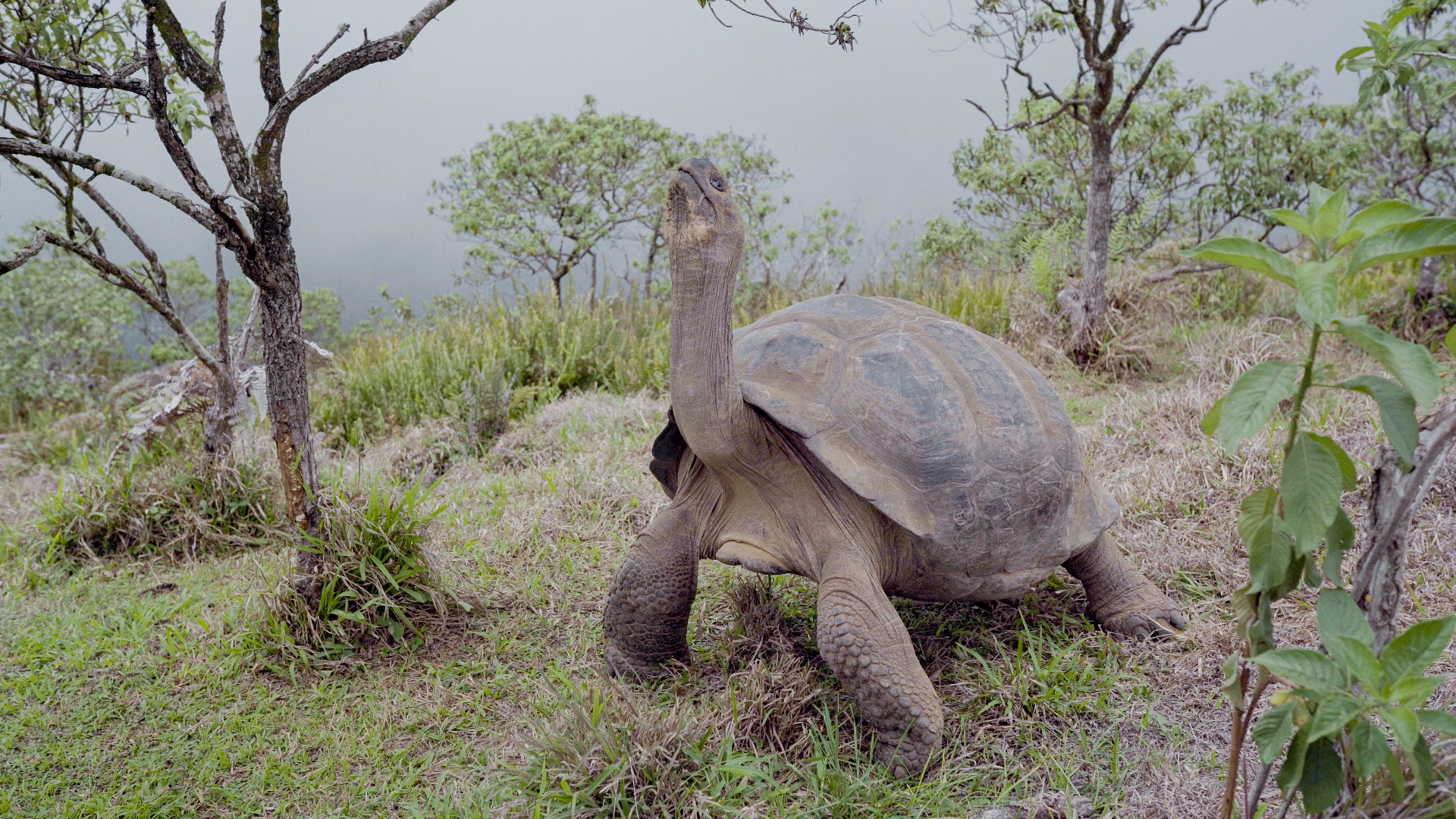 Tartaruga gigante, sul vulcano Alcedo, Galapagos