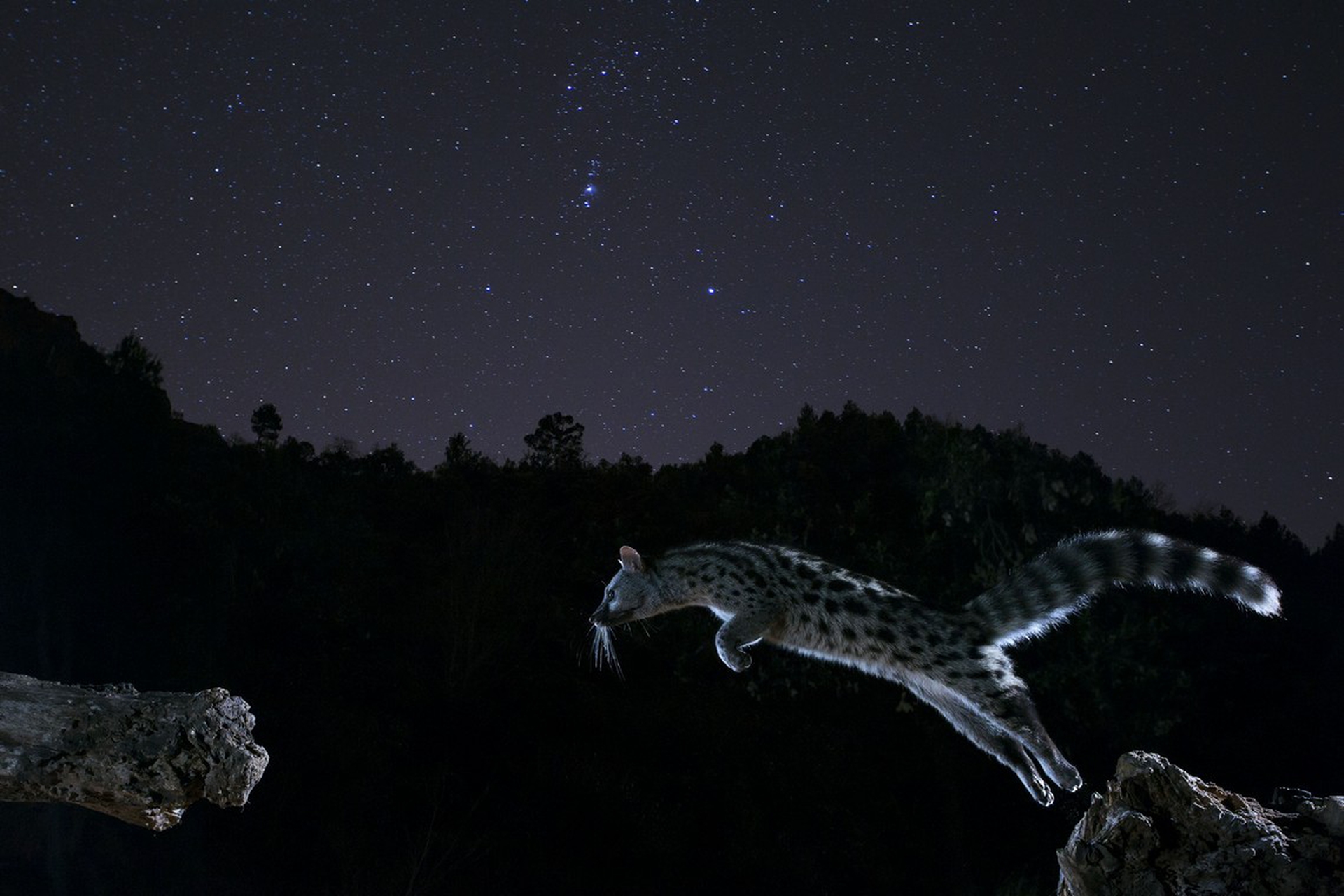 A genet feat of a leap di Marc Albiac