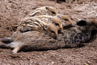 Quando gli animali sono ostaggio della politica, il caso di cinghiali e lupi