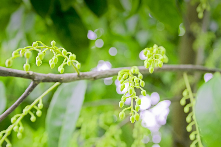 Pianta di Semecarpus anacardium in India