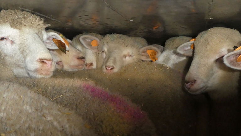 Un gruppo di agnelli schiacciati su un camion che li trasporta verso il macello in Italia