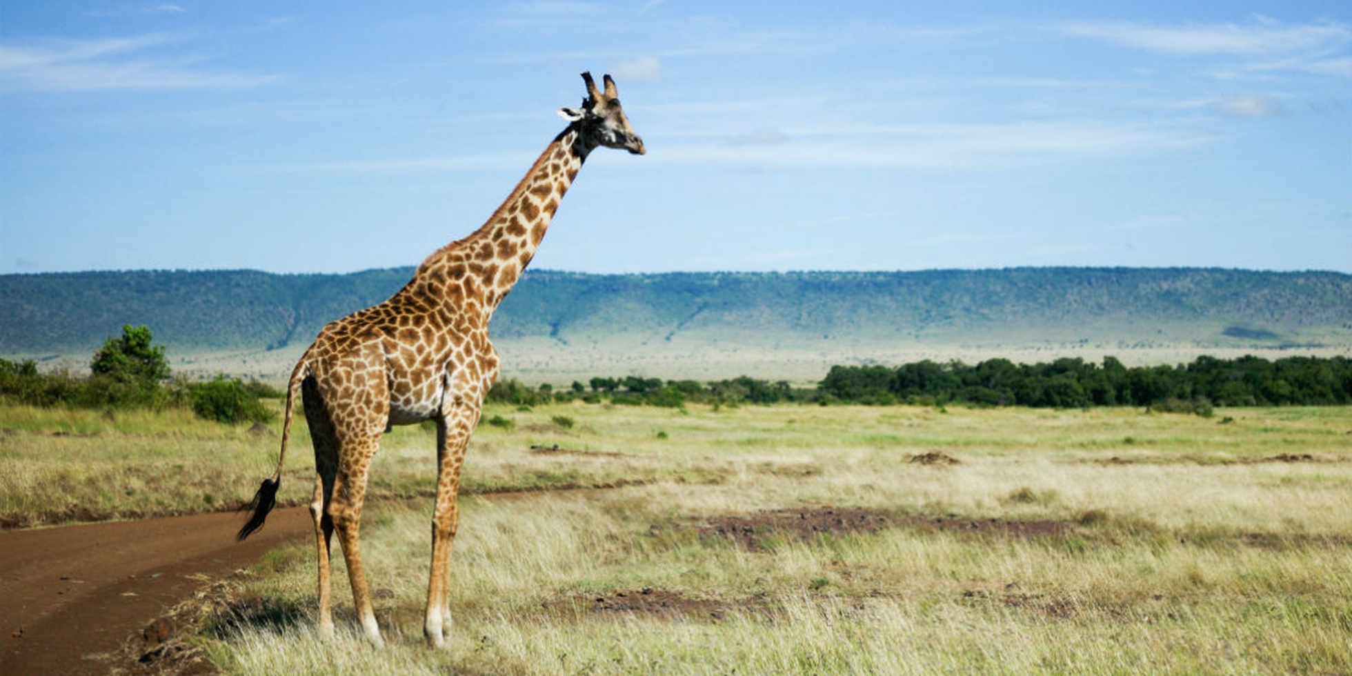 Giraffes are facing extinction, latest data show - LifeGate