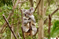 Australia, distrutti oltre 7 milioni di ettari di habitat di specie minacciate