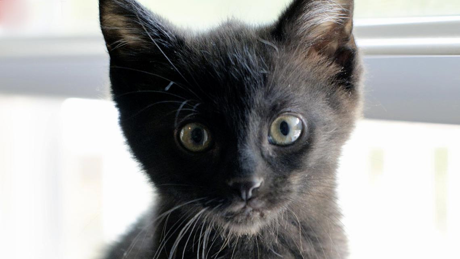 gatto-nero-cucciolo