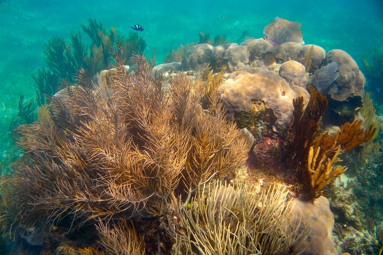 Biodiversità della Grande barriera corallina australiana