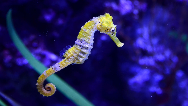 cavallucci marini, giornata nazionale del mare