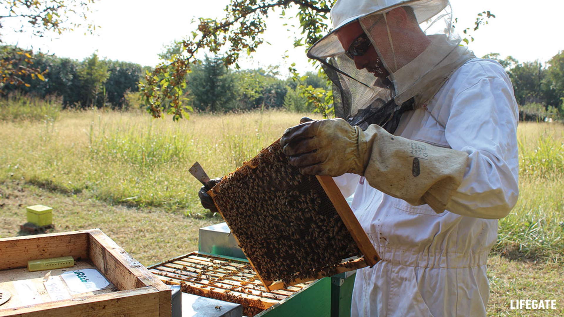 Apicoltore al lavoro