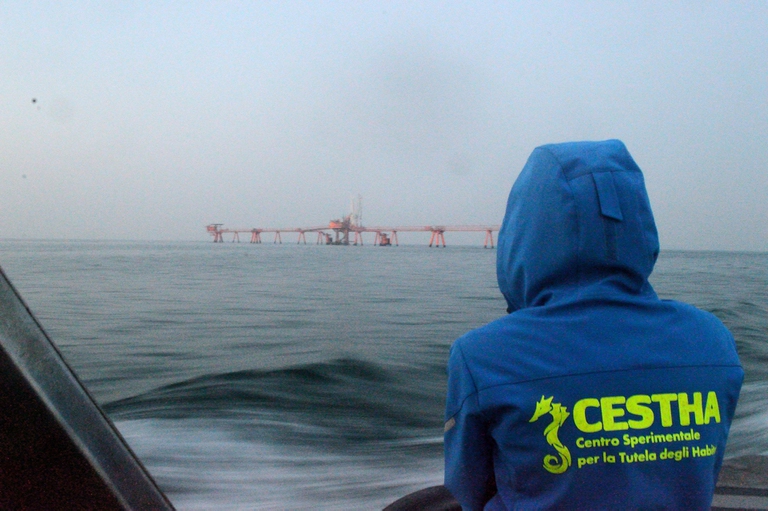 recupero animali marini Marina di Ravenna