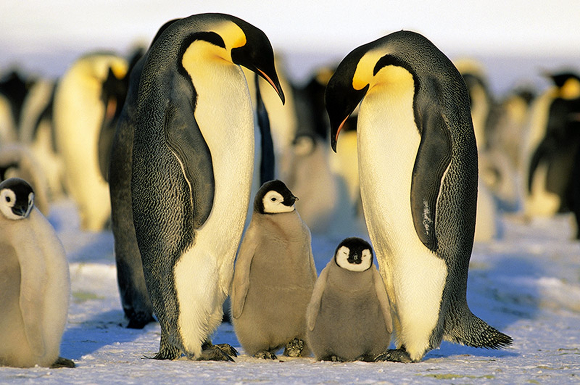 La famigilia pinguini