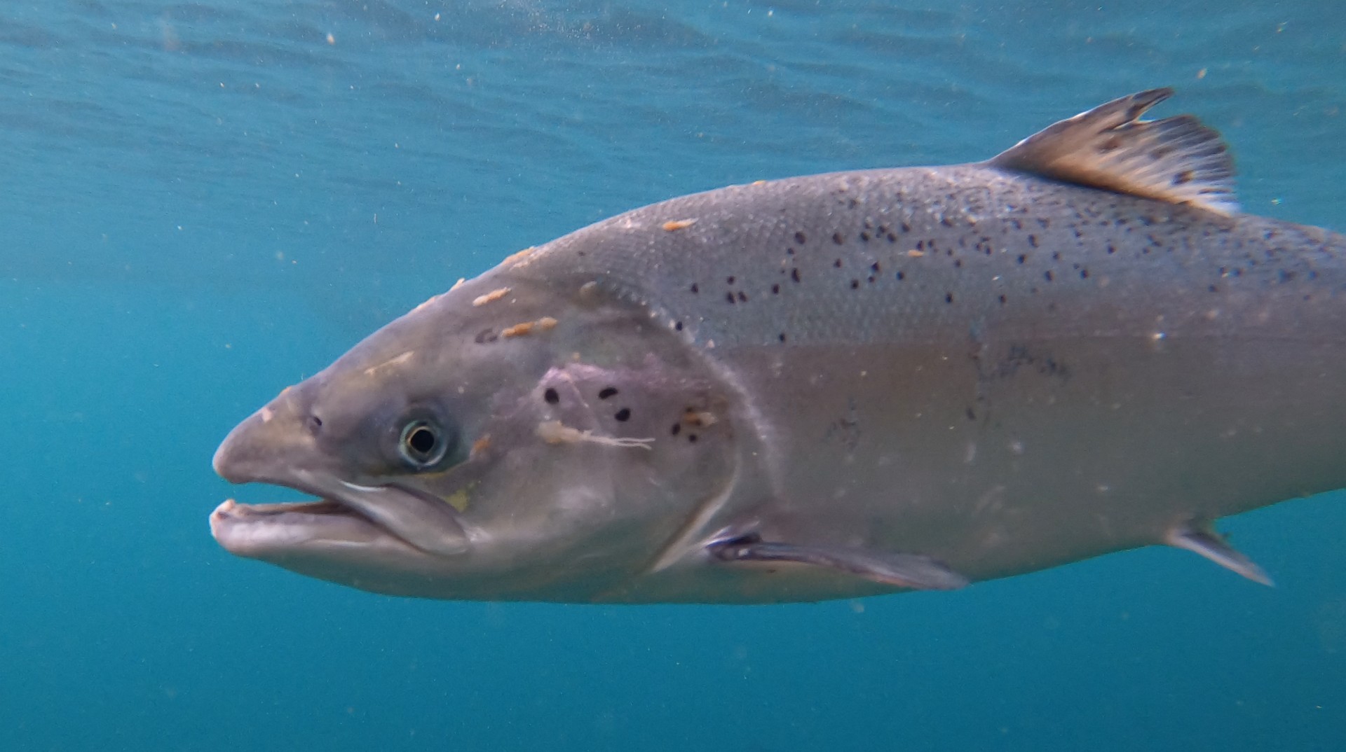 Epidemie di pidocchi in un allevamento intensivo di salmoni scozzesi