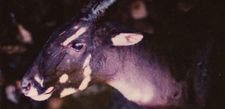 Saola