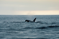 Toxic chemicals found in endangered killer whales in British Columbia