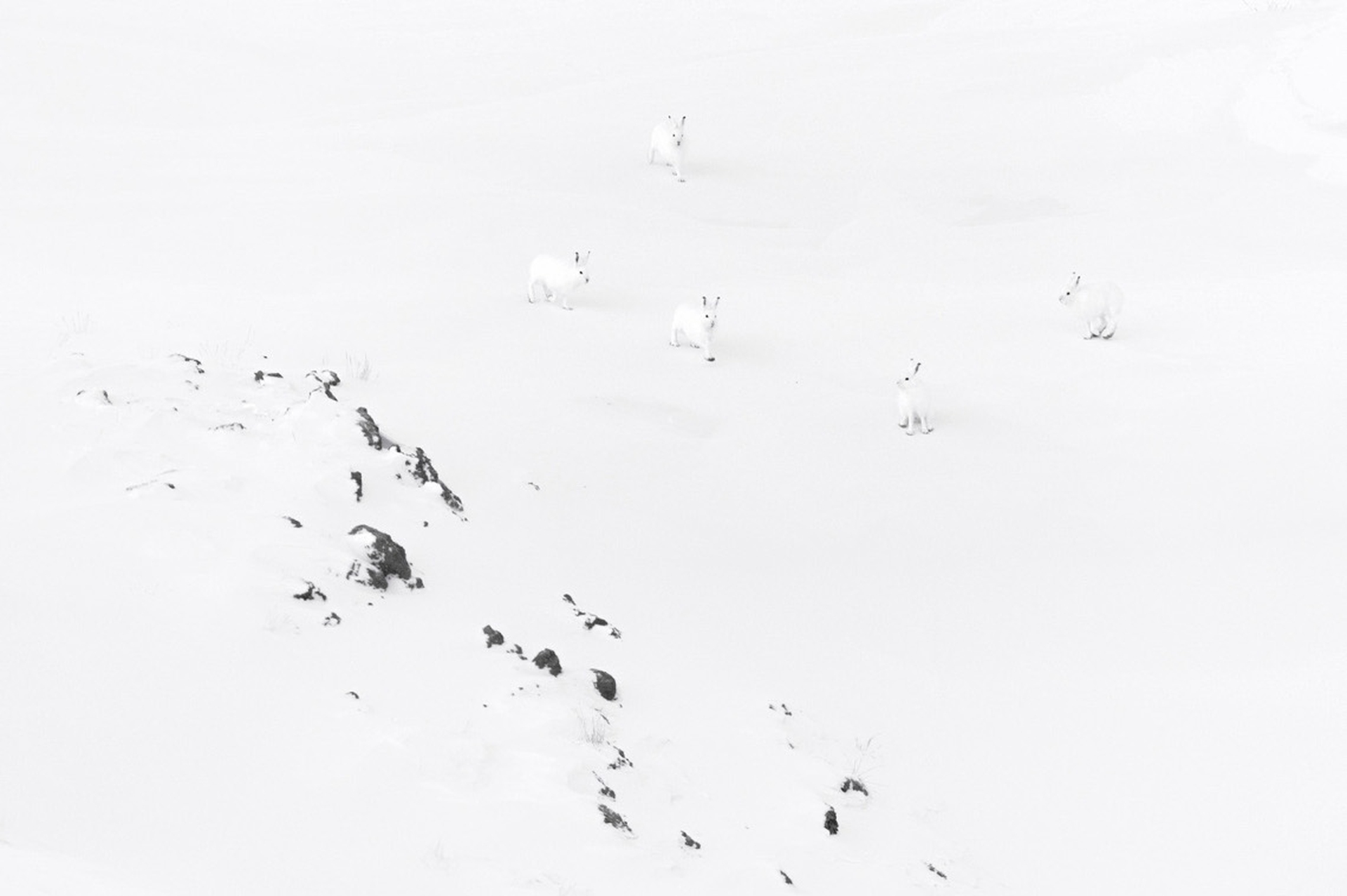 6_Vincent Munier Lepri artiche, Canada 2013