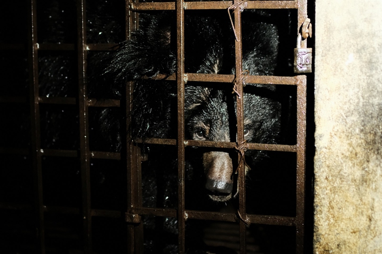 Una foto degli orsi della luna Mo e Xuan