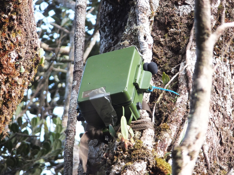 Registratore per canti Indri indri