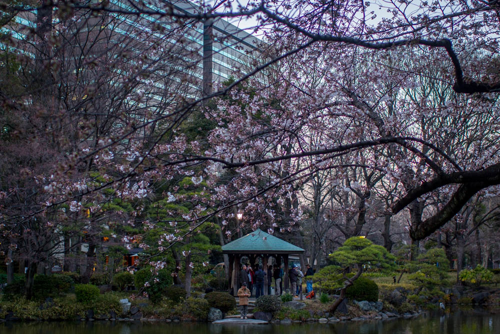 Hanami celebration of the blossoming of cherry trees
