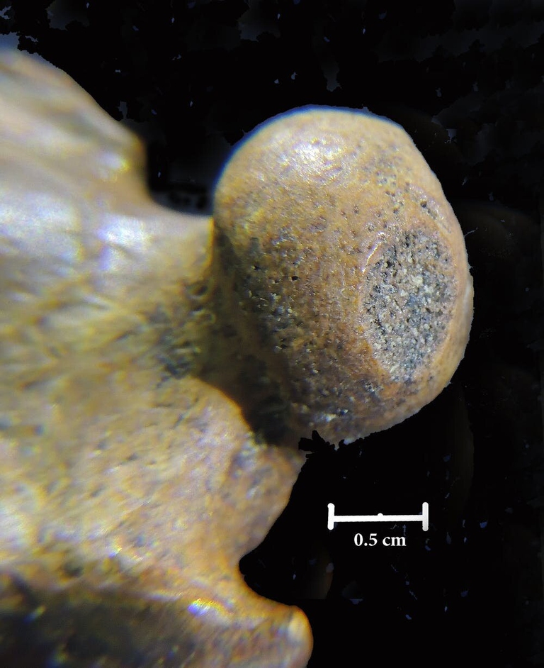 Osso fossile rinvenuto in Madagascar