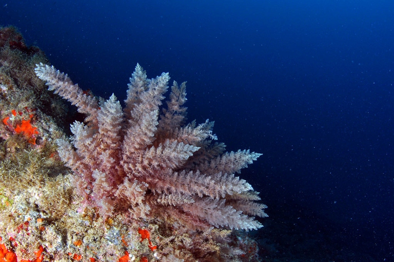 alghe alimentazione bovini vacche mucche emissioni di metano