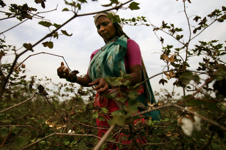 woman cotton picker