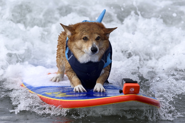 Welsh Corgi Pembroke che fa surf