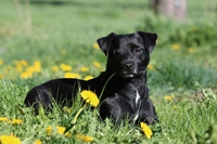 Forasacchi, processionaria e flebotomo, i nemici dell’estate per i nostri cani