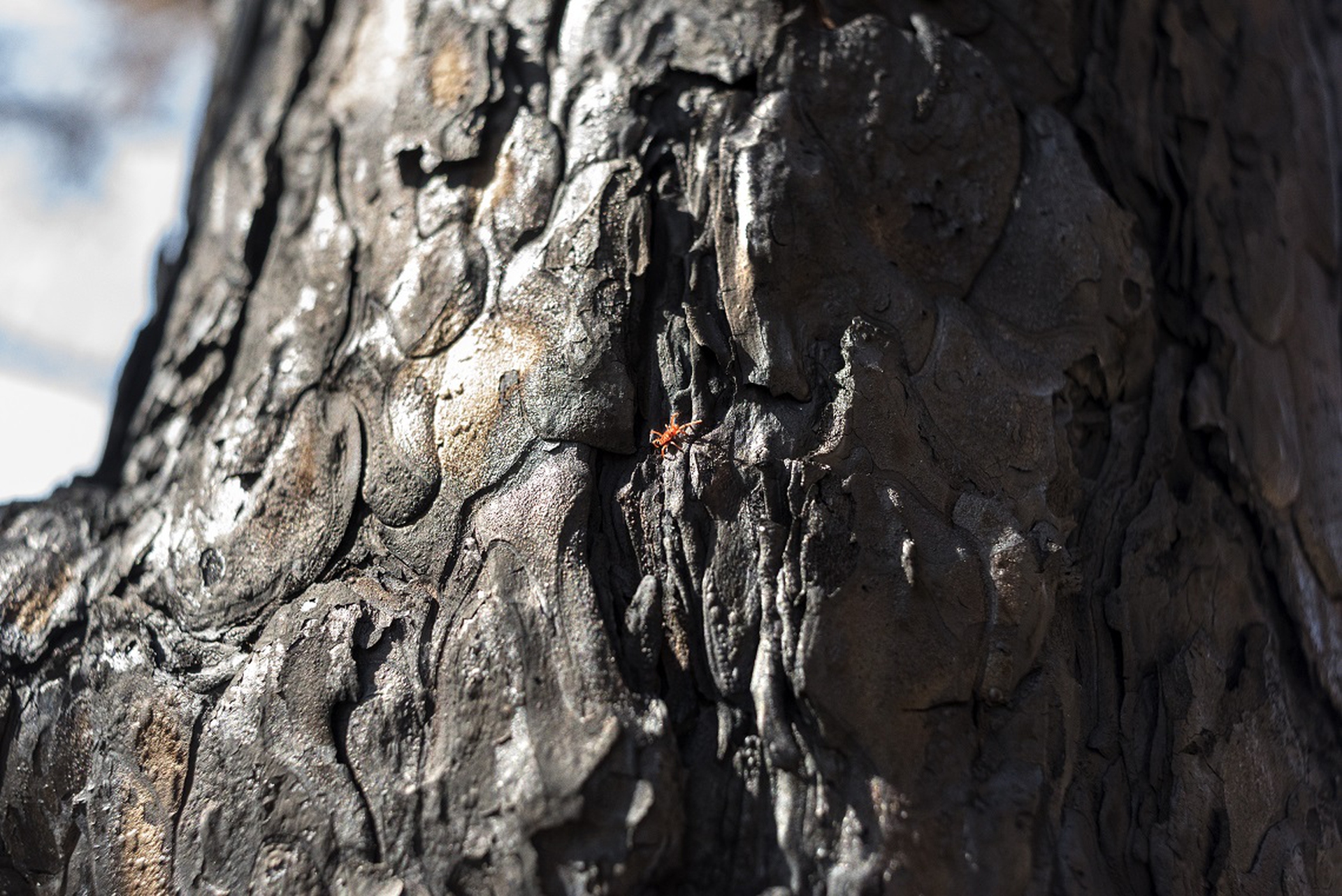 Insetto su un tronco carbonizzato