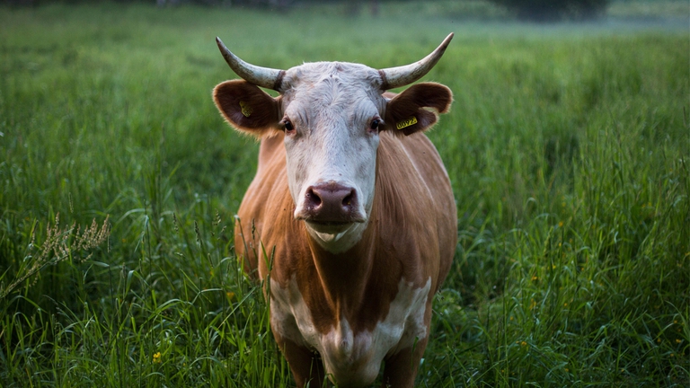 Mucca in un prato