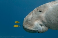 Wildlife photographer of the year, le foto di natura più belle in mostra a Milano