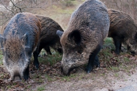 La Lombardia autorizza la caccia al cinghiale tutto l’anno