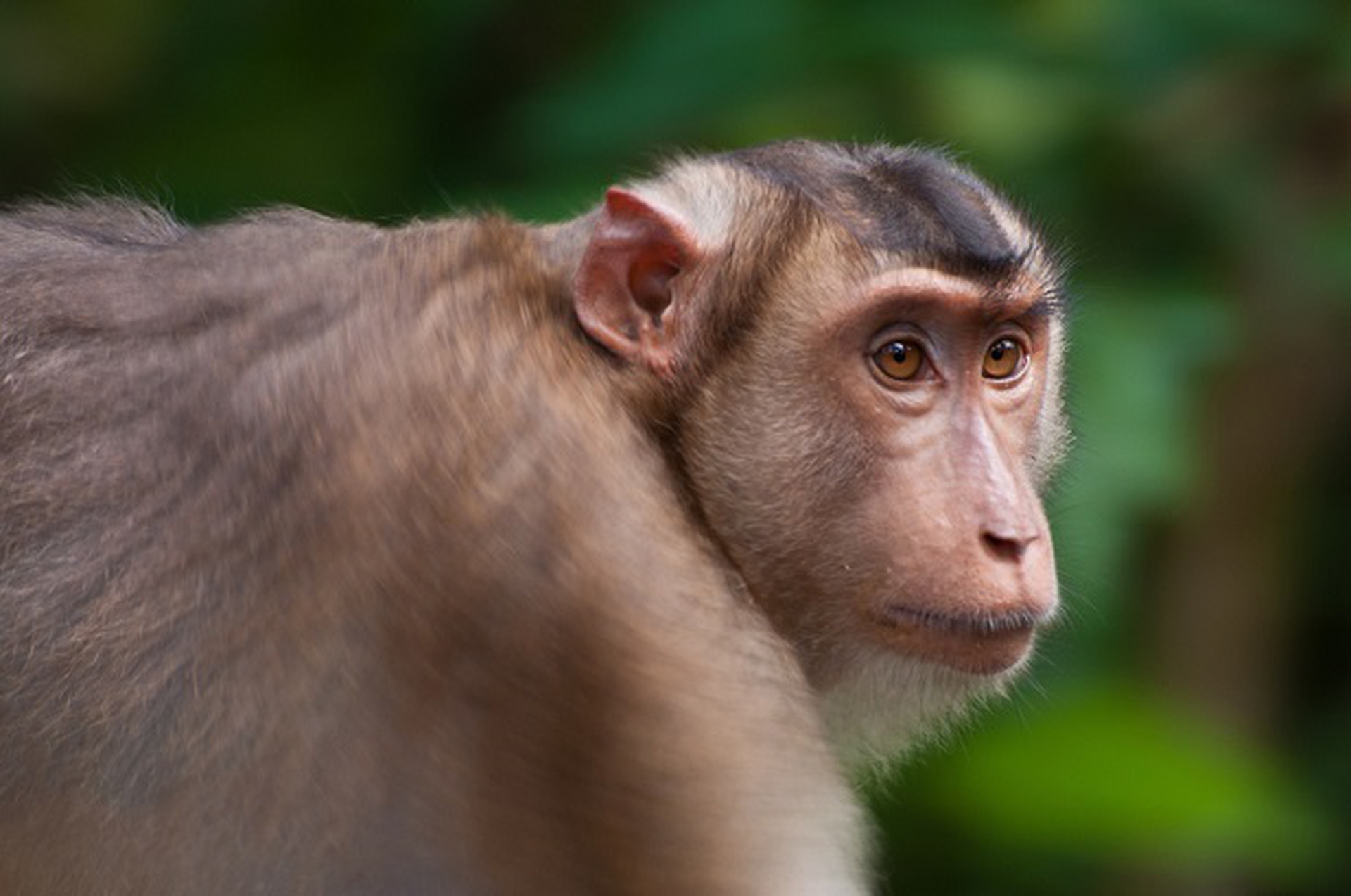 Macaca nemestrina