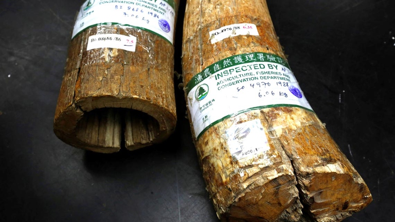 Il commercio dell'avorio “precedente alla Cites” ha prosperato in Cina e Hong Kong dal 1975 e gli attivisti ambientali da tempo affermano che ha stimolato la domanda di tutto l'avorio.