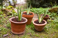 Aloe vera: coltivazione e caratteristiche della pianta