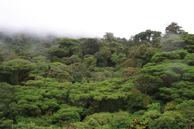 Foresta nebulare di Monteverde