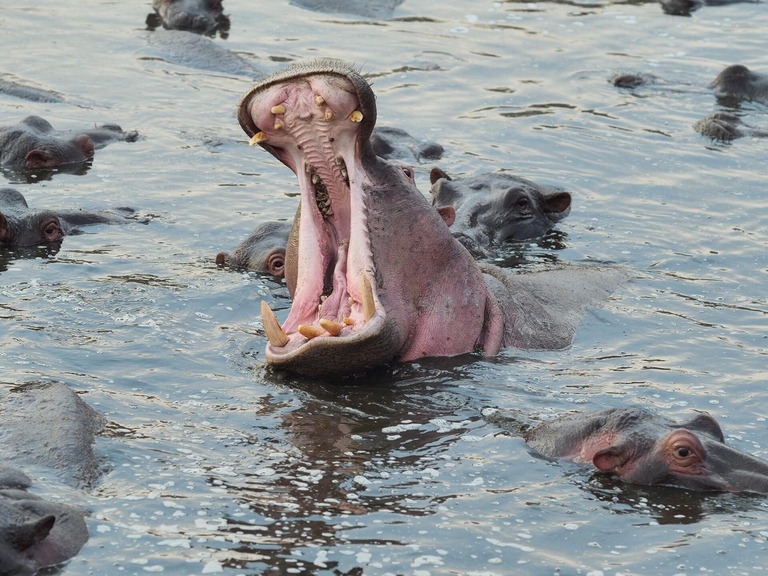 gruppo ippopotami