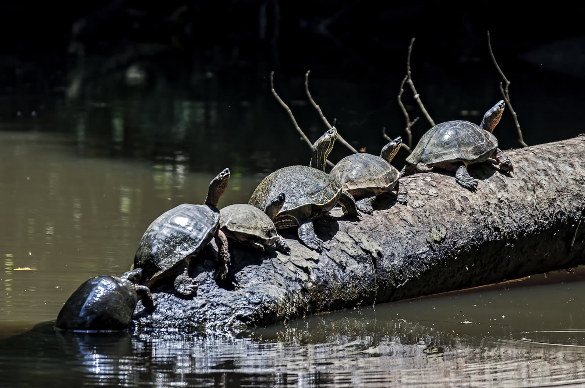 tartarughe costa rica