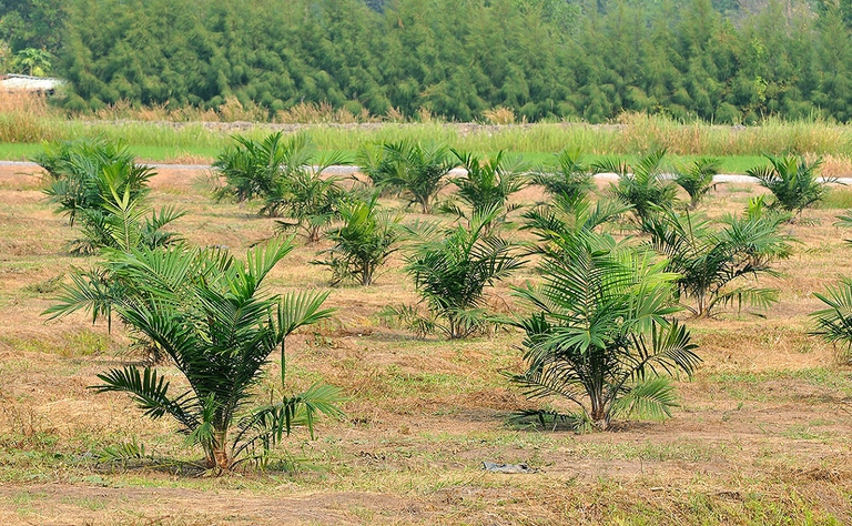 coltivazione palma da olio