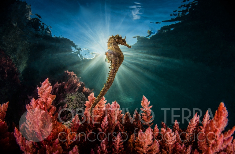 Obiettivo Terra 2021 vincitori.