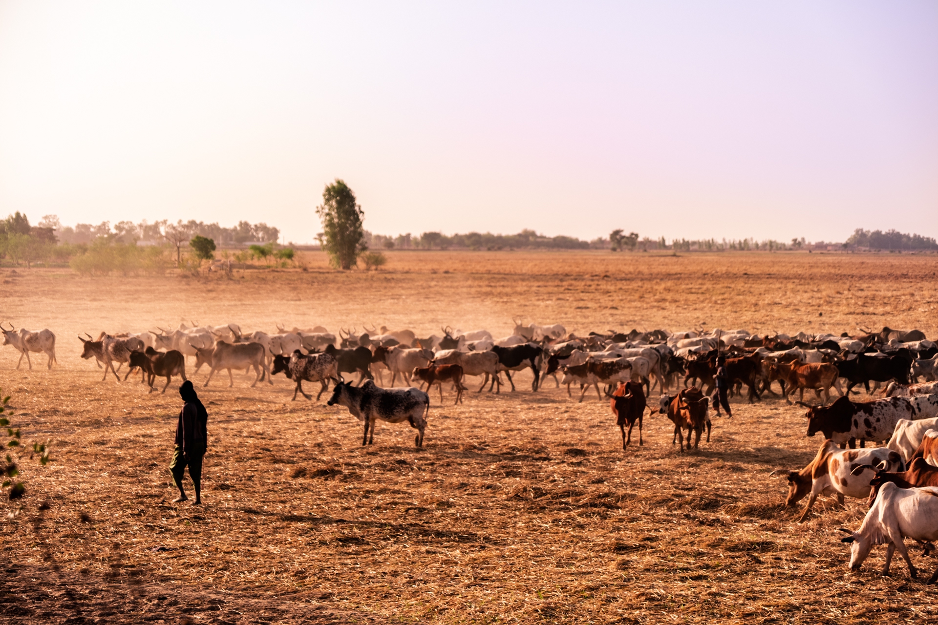 Allevamento delta del Niger Mopti