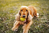 Per la Giornata mondiale degli animali, ecco 5 startup innovative che ci aiutano a prenderci cura di loro