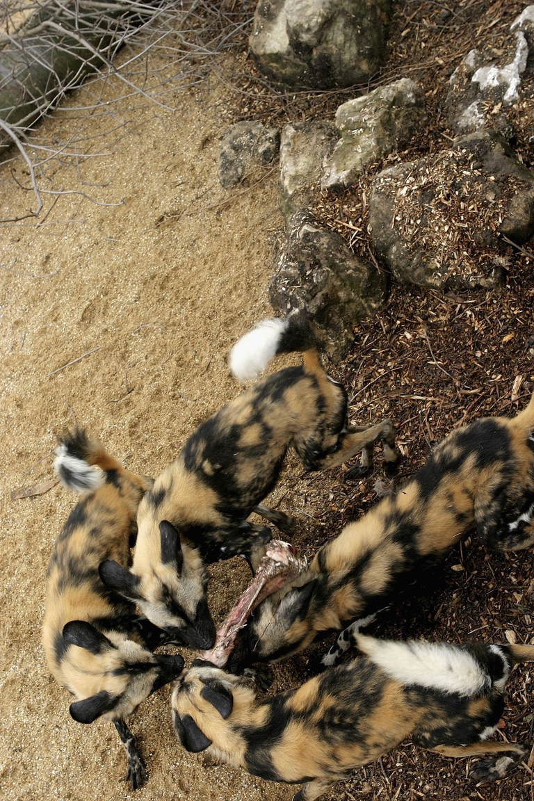 Licaoni che mangiano