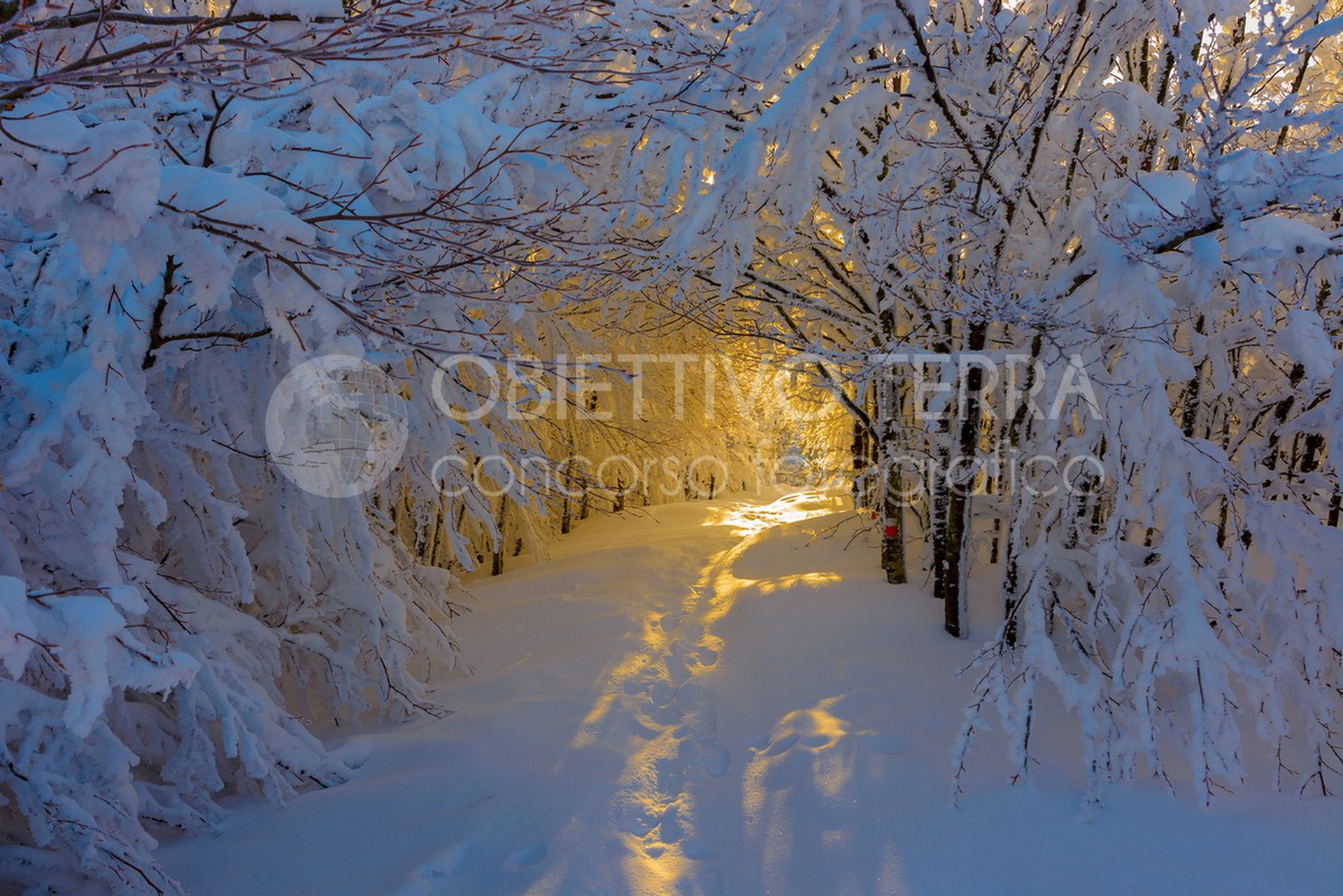 Parco nazionale delle Foreste Casentinesi, Monte Falterona e Campigna (Emilia-Romagna, Toscana)