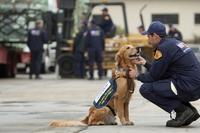 Quando il fiuto dei cani salva le specie in via d’estinzione e fa arrestare i pedofili