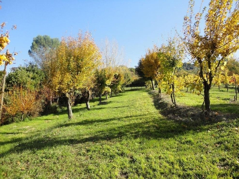 agroforestazione: piantate