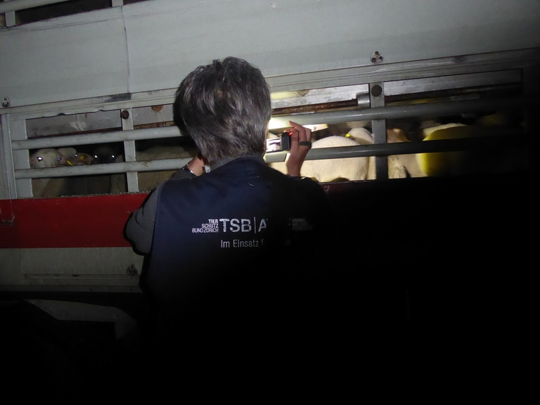 Gli agnelli su un camion verso il macello per la Pasqua