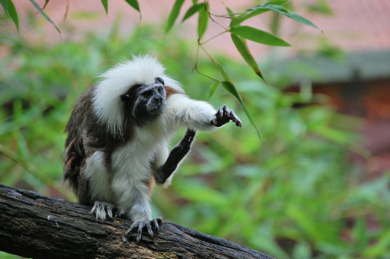 Un esemplare di tamarindo edipo.